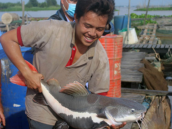 Nằm mơ thấy cá trê có ý nghĩa gì