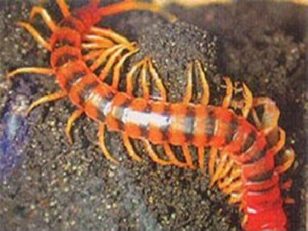 Đánh xổ số con gì khi mơ thấy rết
