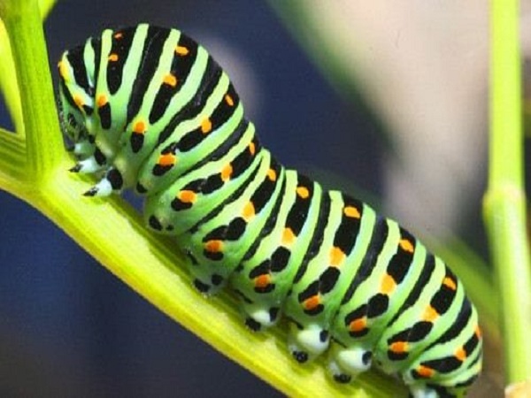 Giải mã giấc mộng mơ thấy sâu bọ