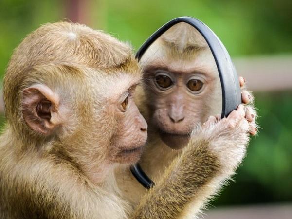Con may mắn ứng nghiệm với giấc mơ thấy khỉ