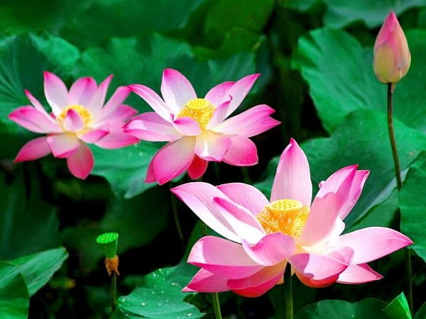 Mơ thấy hoa sen thử vận may với con nào?