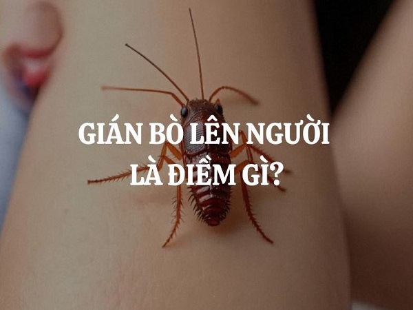 Giấc mơ thấy con gián bò lên người – Điềm tốt hay xấu?