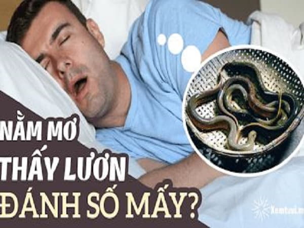 Chiêm bao thấy con lươn đang bơi lội