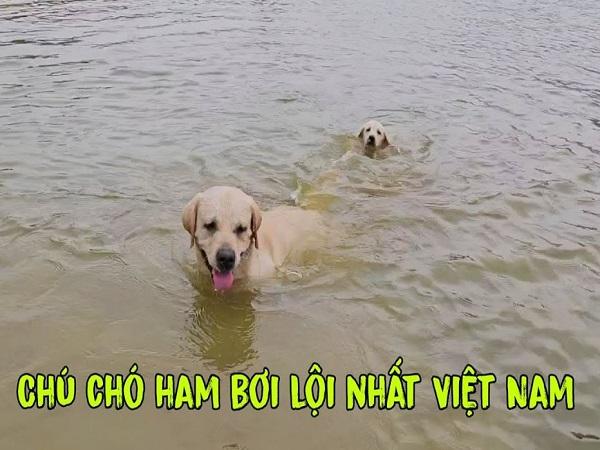 Mộng mị thấy chó bơi dưới nước giỏi và nhanh