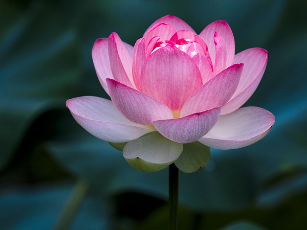 Mơ thấy hoa sen có điềm báo gì