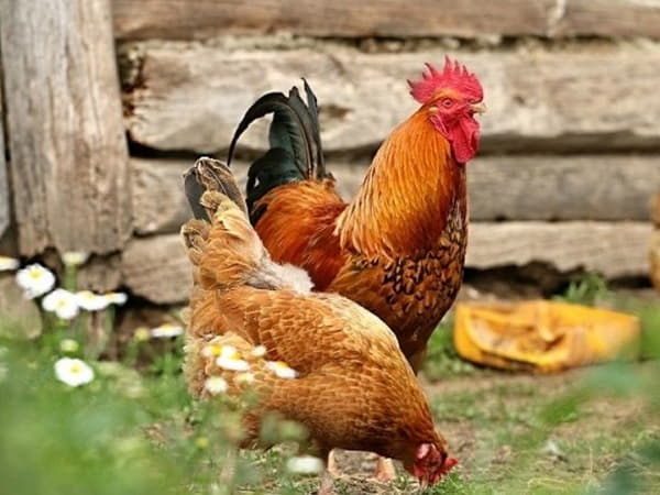 Con số may mắn khi nằm mơ thấy gà