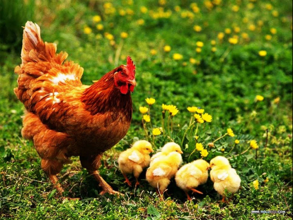 Nằm mơ thấy gà là điềm tốt hay điềm xấu, có ý nghĩa gì Nằm mơ thấy gà là điềm tốt hay điềm xấu, có ý nghĩa gì