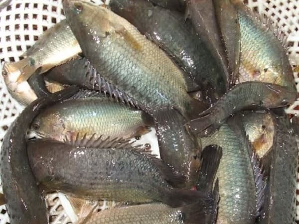 Chiêm bao thấy cá rô đồng bơi trong nước trong veo