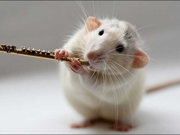 Mơ thấy chuột là điềm hên hay xui, chuột là số mấy?