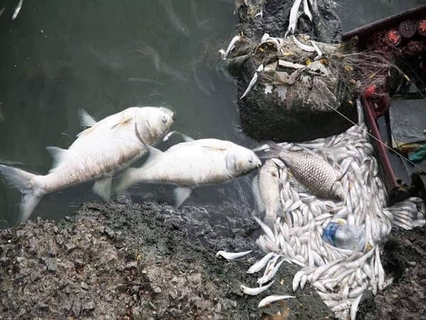 Mơ thấy cá chết nổi trên mặt nước đục
