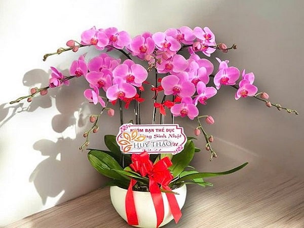 Nằm mê thấy tăng hoa lan Hồ Điệp cho ai đó