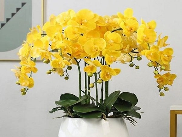 Ý nghĩa chung khi mơ thấy hoa lan Hồ Điệp