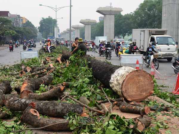 Nằm mơ thấy chặt cây đánh con gì có ý nghĩa gì thú vị