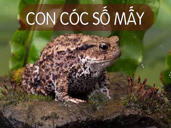 con cóc số mấy