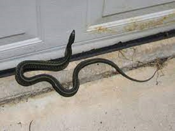 mơ thấy rắn bò vào nhà