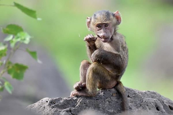 Nằm mơ thấy con khỉ đánh số mấy phát tài