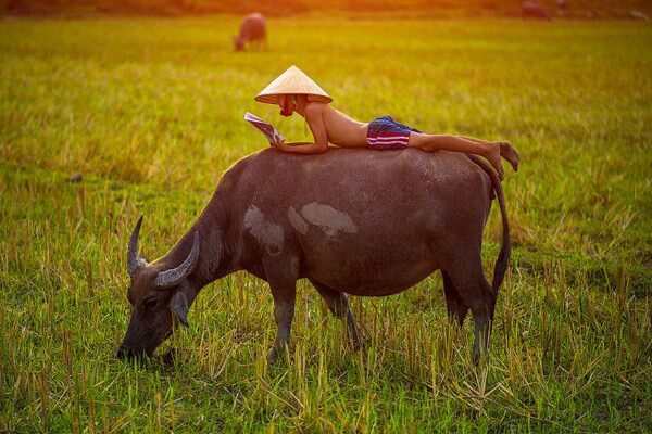 mơ thấy con trâu