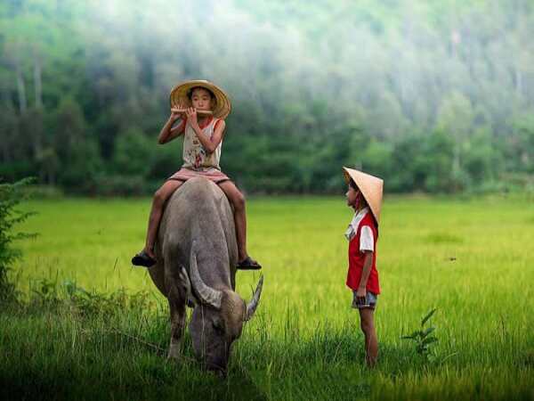 Mơ thấy trâu đánh con gì, số mấy thắng đậm