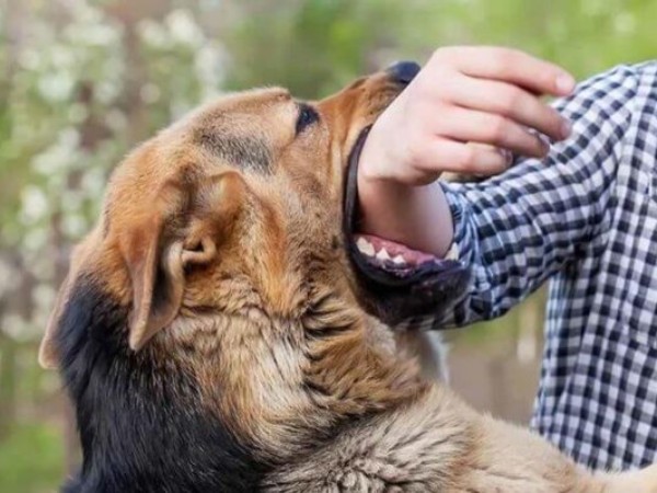 Mơ bị chó cắn đánh con gì vào bờ an toàn, là điềm gì? 