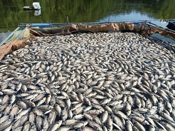 Nằm mơ thấy cá chết đánh con gì có ý nghĩa gì đặc biệt