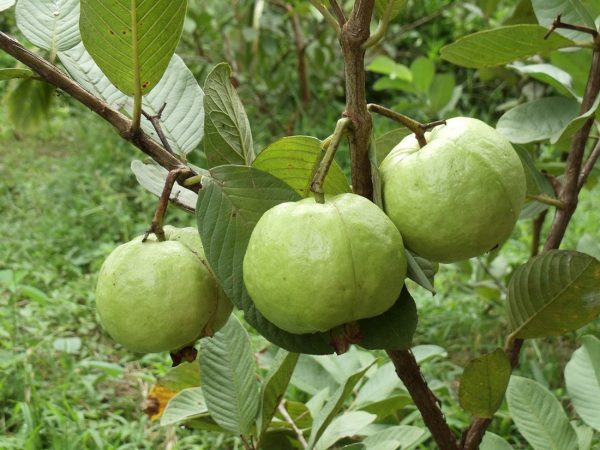 Nằm mơ thấy cây ổi Nằm mơ thấy cây ổi