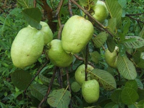 Nằm mơ thấy cây ổi đánh con gì may mắn có ý nghĩa gì Nằm mơ thấy cây ổi đánh con gì may mắn có ý nghĩa gì
