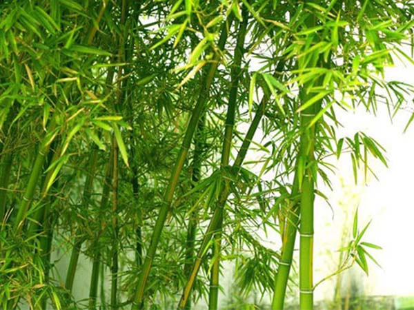 Nằm mơ thấy cây tre Nằm mơ thấy cây tre
