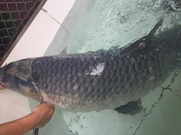 Nằm mơ thấy đi mua cá