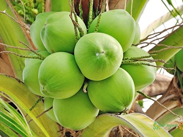 Mơ thấy quả dừa đánh con gì chắc ăn, là điềm hên hay xui?