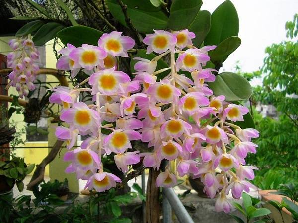 Nằm mơ thấy hoa lan