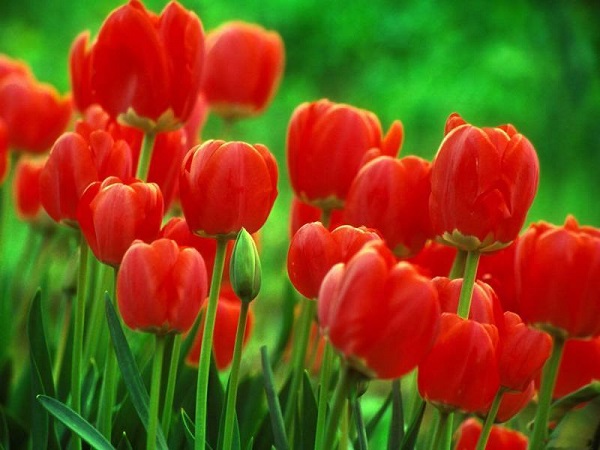 Nằm mơ thấy hoa màu đỏ báo hiệu điềm gì đánh con gì dễ ăn Nằm mơ thấy hoa màu đỏ báo hiệu điềm gì đánh con gì dễ ăn