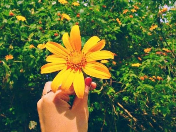Nằm mơ thấy hoa nở Nằm mơ thấy hoa nở