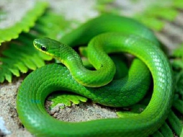 Mơ thấy rắn lục đánh liền tay số mấy, là điềm đen hay đỏ?