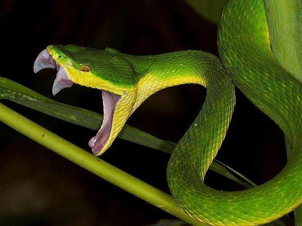 Mơ thấy rắn lục đánh liền tay số mấy, là điềm đen hay đỏ?