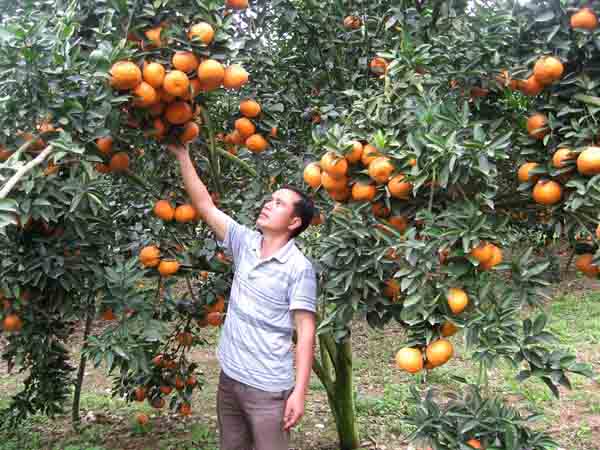 Ngủ mơ thấy cây cam là điềm gì