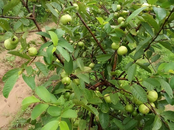 Tổng hợp ý nghĩa giấc mơ thấy cây ổi dự báo lành hay dữ sắp tới?