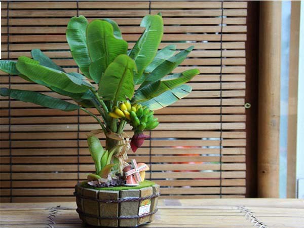 Nằm mơ thấy cây chuối có con số gì may mắn