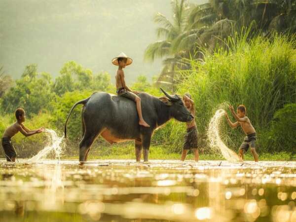 Con tài lộc tuổi Sửu 24/6/2025 mang niềm vui đại cát cho gia chủ