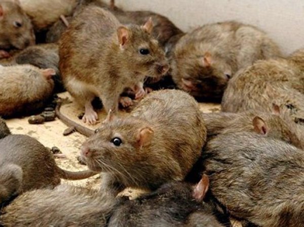 Nằm mơ thấy đàn chuột báo hiệu sự thay đổi lớn