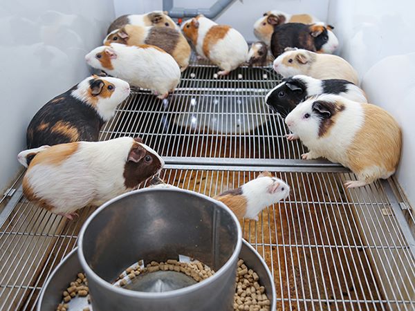 Nằm mơ thấy đàn chuột báo hiệu sự thay đổi lớn