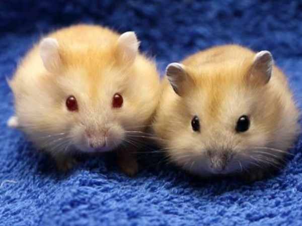 Mơ thấy nuôi chuột hamster