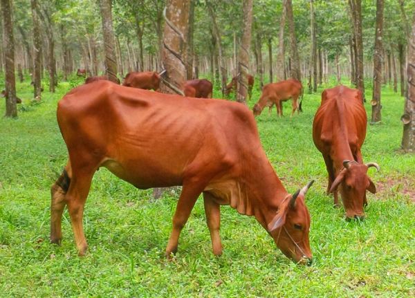 Giấc mơ thấy bò vàng là điềm gì con số gì may mắn Giấc mơ thấy bò vàng là điềm gì con số gì may mắn