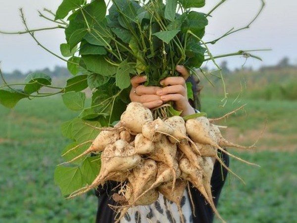 Chiêm bao thấy củ đậu mọc trong vườn nhà