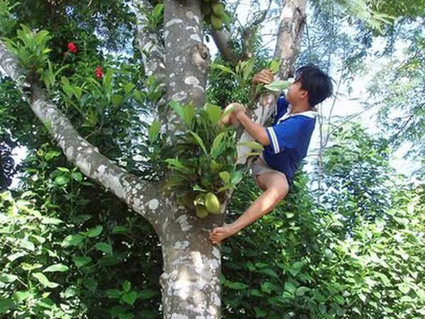 Nằm mơ thấy trèo cây hái quả ẩn ý điềm báo gì?