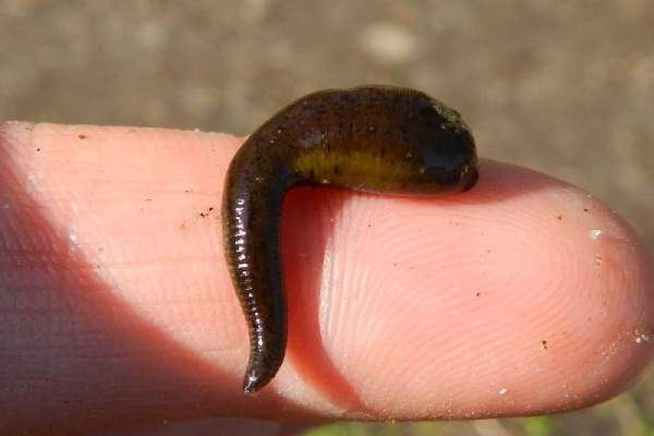 Mộng thấy đỉa cắn nhưng không chảy máu