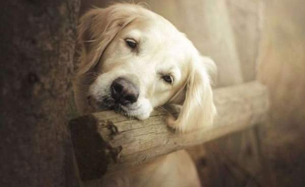 Nằm mê thấy chó bị chết do bệnh hoặc thương tích