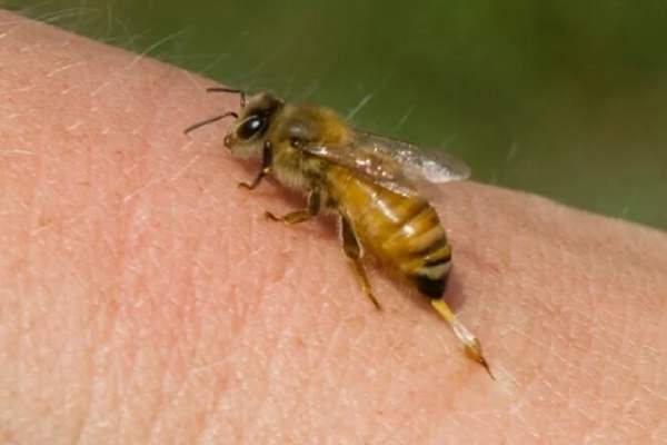 Mơ thấy ong đốt người khác