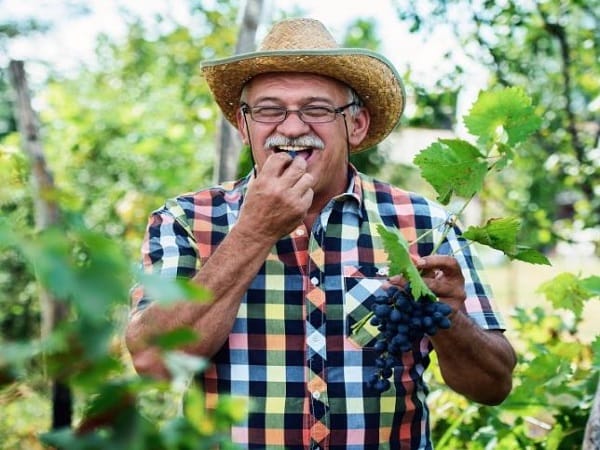 Giải mã chi tiết các giấc mơ thấy ăn nho