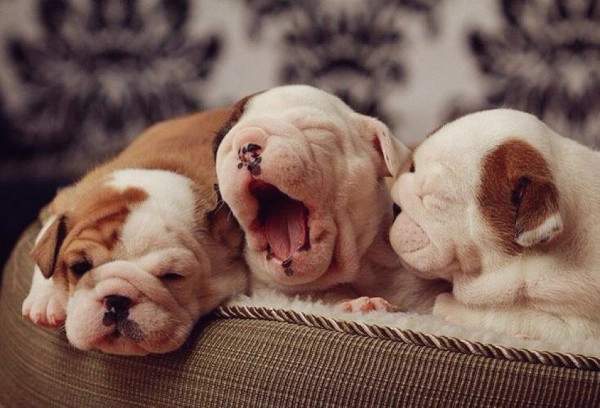 Nằm mơ thấy chó đẻ có ý nghĩa gì mà nhiều người nhắc đến?