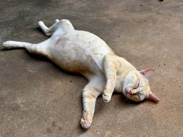 Giải mã chi tiết: Con mèo chết số mấy theo từng trường hợp